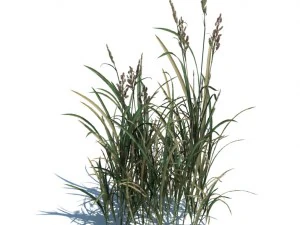 nature collection 3D Model