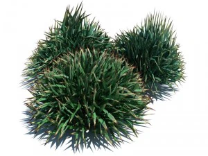 nature collection 3D Model