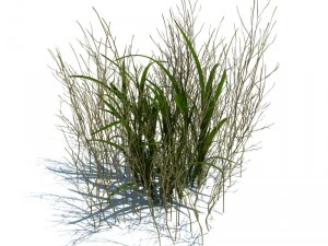 nature collection 3D Model