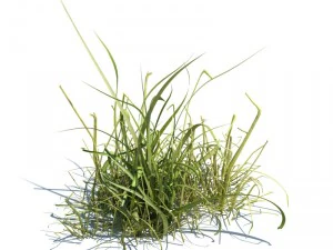 nature collection 3D Model