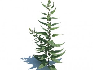 nature collection 3D 模型