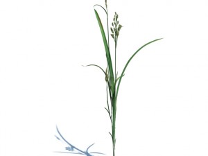 nature collection 3D 模型