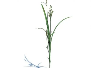 nature collection 3D Model
