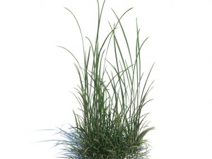 nature collection 3D 模型