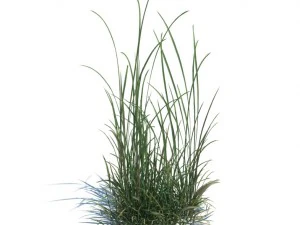 nature collection 3D Model