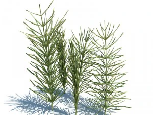nature collection 3D Model