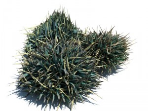 nature collection 3D 模型