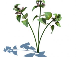 nature collection 3D 模型