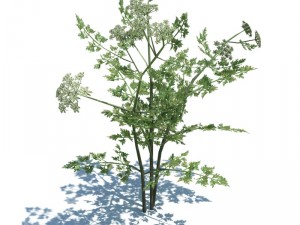 nature collection 3D 模型