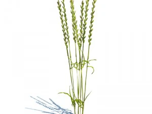 nature collection 3D Model