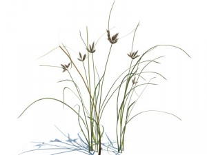 nature collection 3D 模型