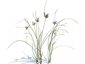 nature collection 3D Model