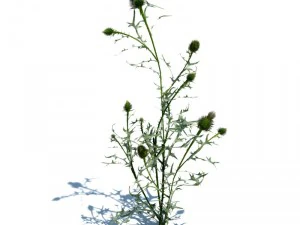 nature collection 3D Model
