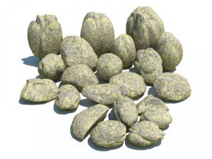 nature collection 3D 模型