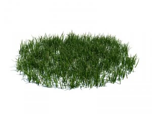 nature collection 3D Model