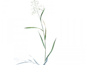 nature collection 3D 模型