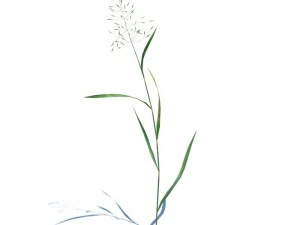 nature collection 3D Model
