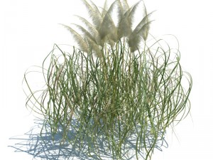 nature collection 3D 模型