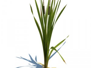 nature collection 3D 模型