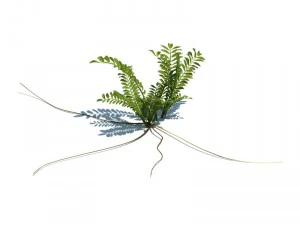 nature collection 3D Model