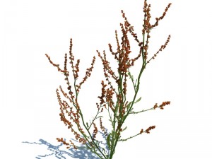 nature collection 3D 模型