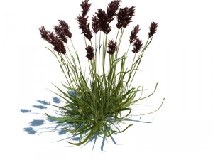 nature collection v2 3D Model
