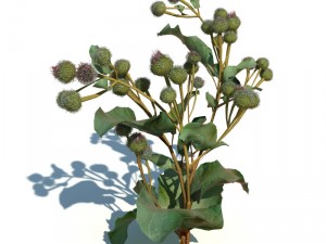 nature collection v2 3D Model