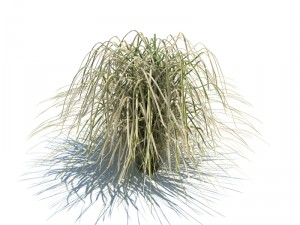 nature collection v2 3D Model