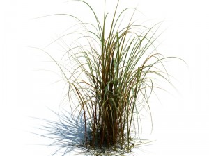 nature collection v2 3D Model