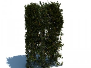 nature collection v2 3D Model