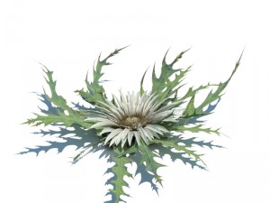 nature collection v2 3D Model