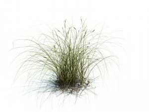 nature collection v2 3D Model