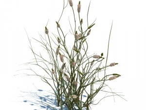 nature collection v2 3D Model
