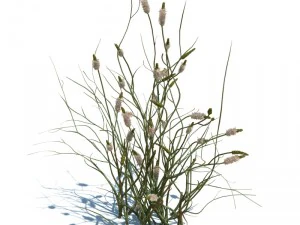 nature collection v2 3D Model