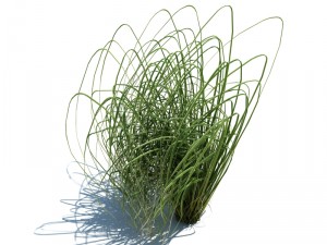 nature collection v2 3D Model