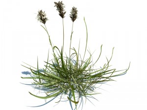 nature collection v2 3D Model