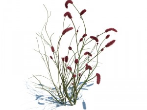 nature collection v2 3D Model