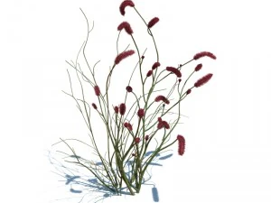 nature collection v2 3D Model