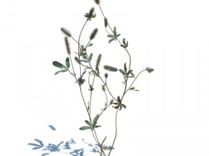 nature collection v2 3D Model