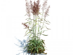 nature collection v2 3D Model