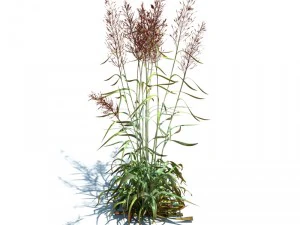 nature collection v2 3D Model