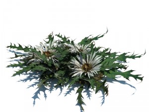 nature collection v2 3D Model