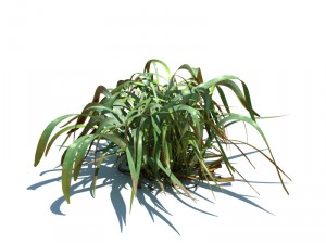 nature collection v2 3D Model