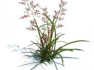 nature collection v2 3D Model