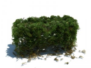 nature collection v2 3D Model