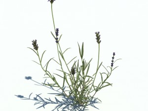 nature collection v2 3D Model