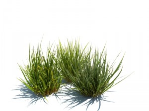 nature collection v2 3D Model