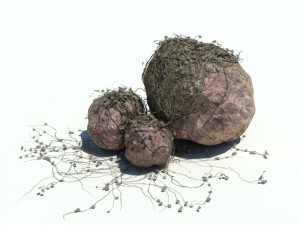 nature collection v2 3D Model