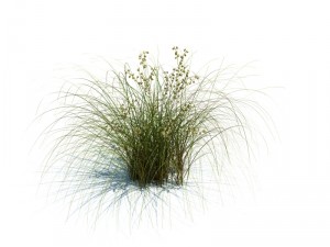 nature collection v2 3D Model
