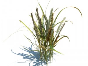 nature collection v2 3D Model